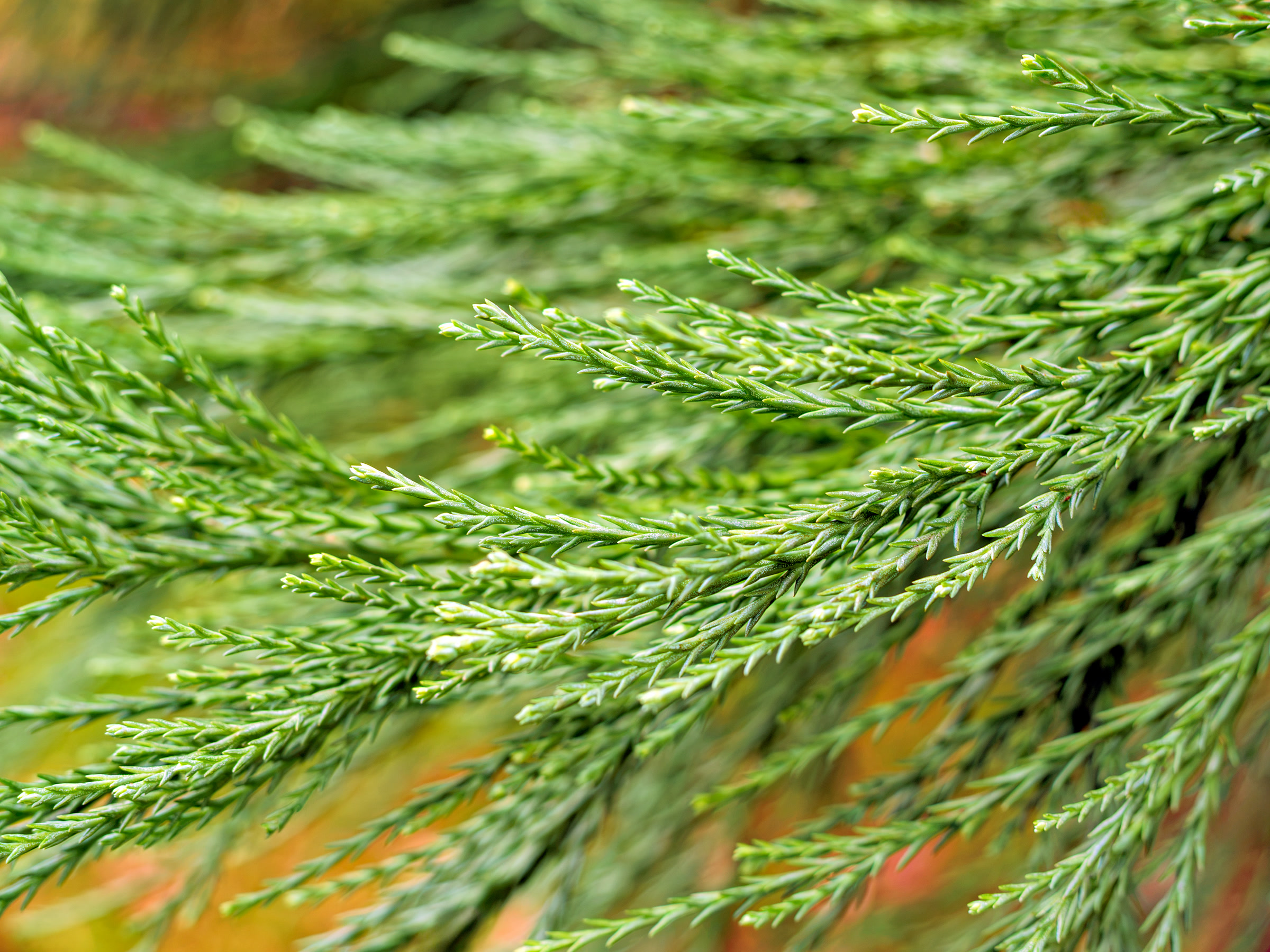 Close Up of Green Cypress Pine Needle Branch Foliage
