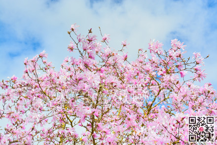 Blossoming flowers of pink magnolia on blue and white sky background