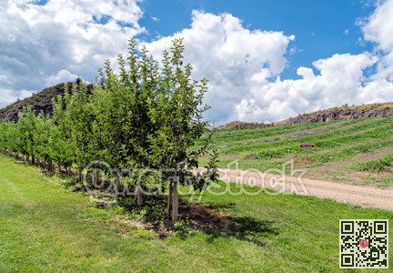 Orchard farm field with apple trees and watermelon plants on mountain slope