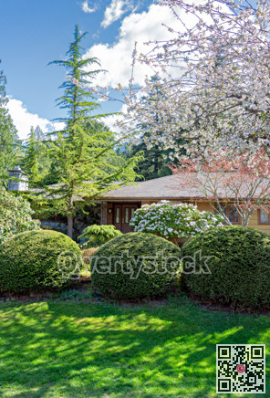 Blossoming trees on front yard of residential house on spring season