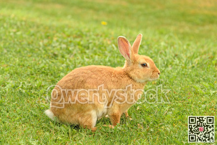 Peach rabbit in a wild on green lawn background