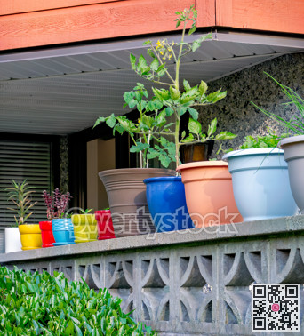 Young plant in colorful pots on concrete fence of residential patio