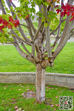 Branches and trunk of maple tree on green lawn background
