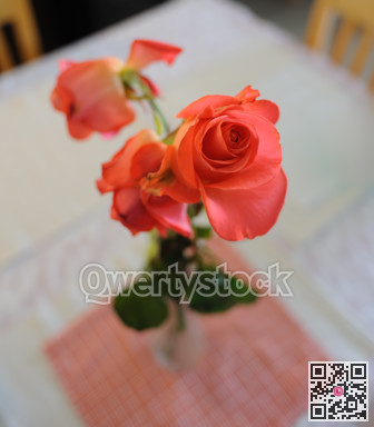 Marcescent scarlet roses on a table. Close up image of flowers