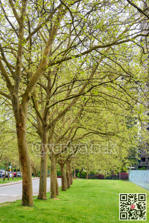 Green lawn and trees coming into leaves along the road