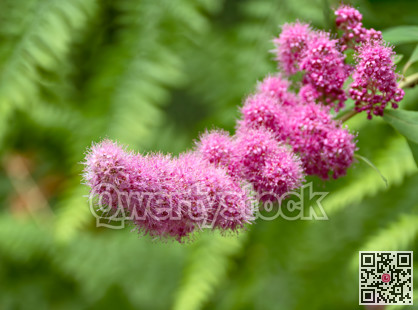Pink flowers of a blossoming tree on green leaves blur background