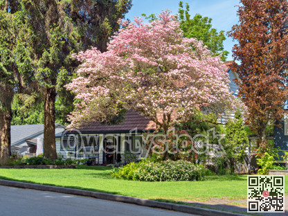 Entrance of residential house in the shadow of blossoming tree