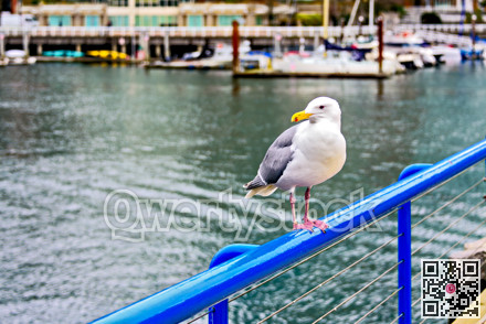 City sigal sitting on a railings in Coal harbor of Vancouver, British Columbia