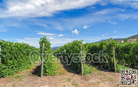 Rows of vineyards on mountain and blue cloudy sky background