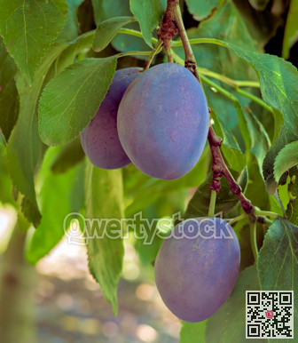 Prune plums on a brench. Ripen blue plums growing among the leaves