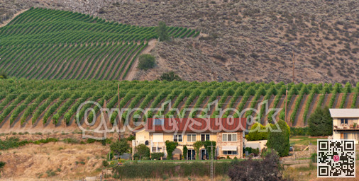 Farmer's house with the vineland on the mountain slope backyard