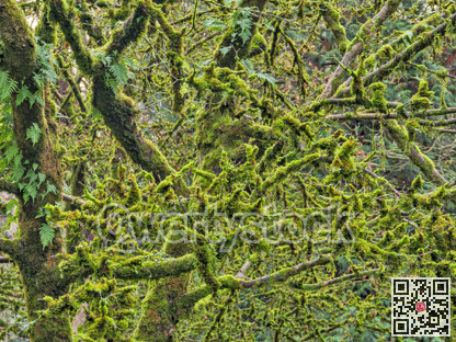 Branches of old wood covered with moss