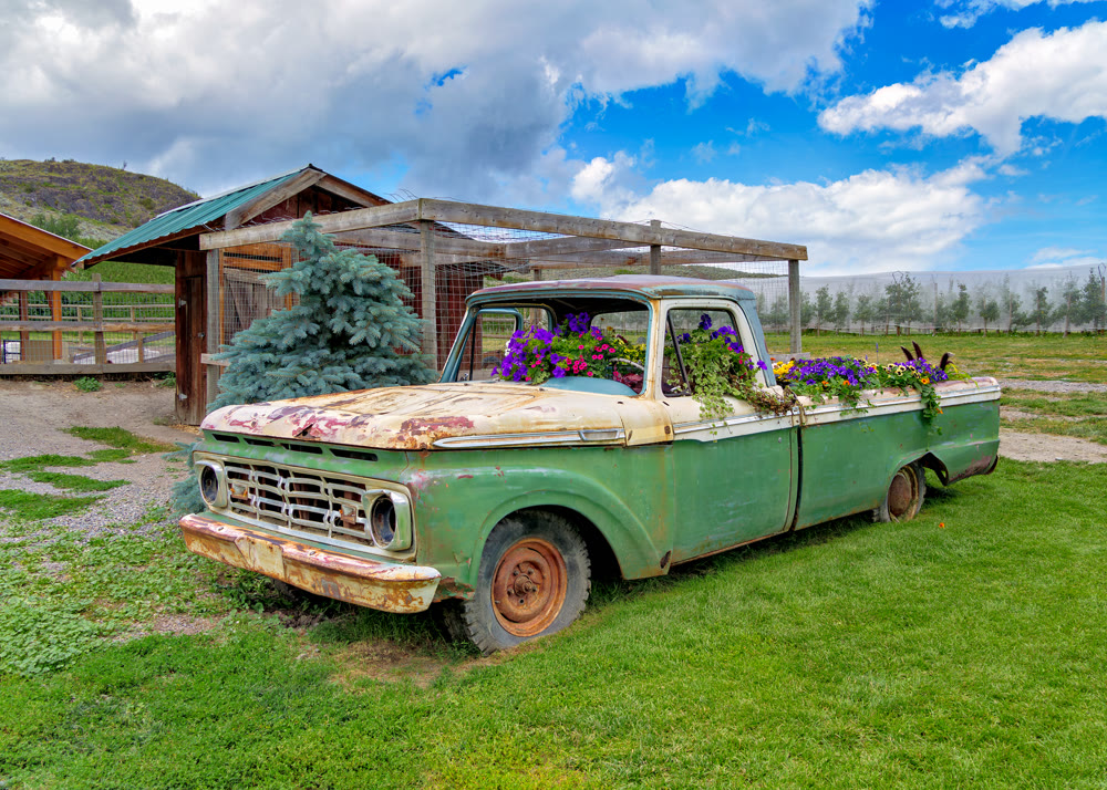 Orchard farm with old rusty truck serving as a decorative flowerbed