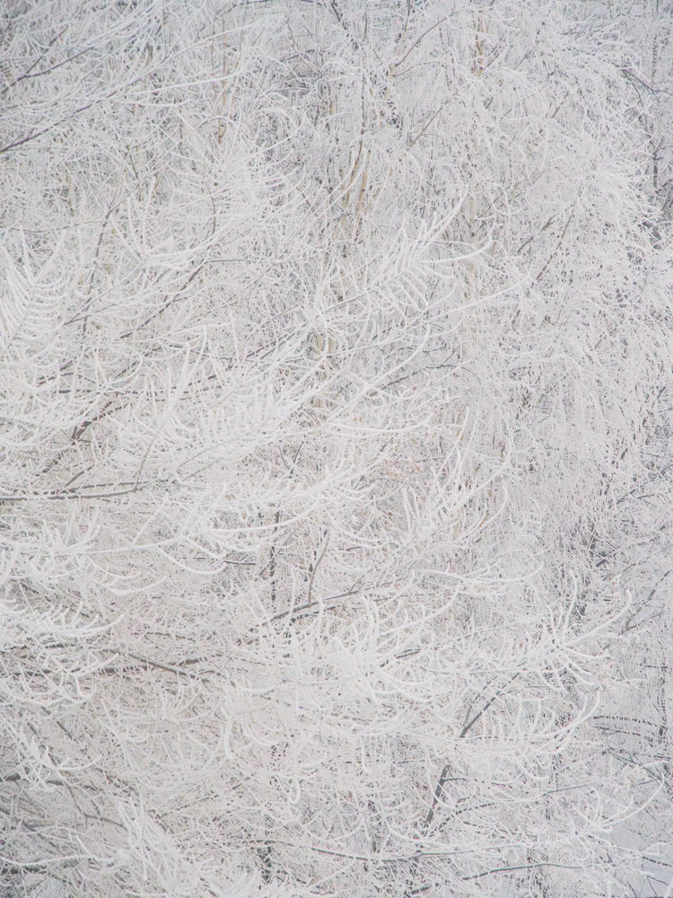 Trees on a winter season covered with frost. Abstract image
