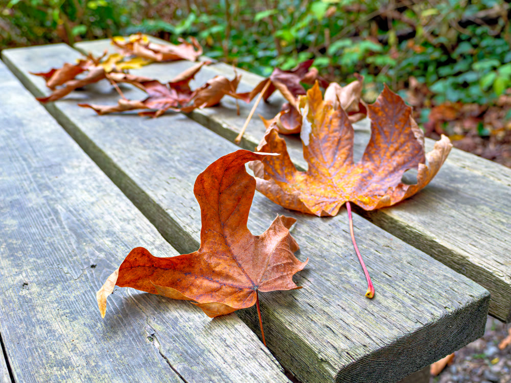 Dried brown leave on a wooden bench in a park
