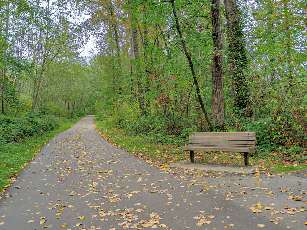 Earlier autumn in the park. Paved pathway with wooden bench on side