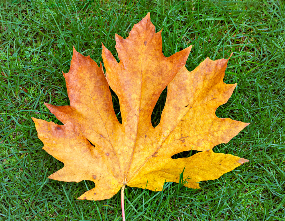 Bright yellow maple leaf on green grass background