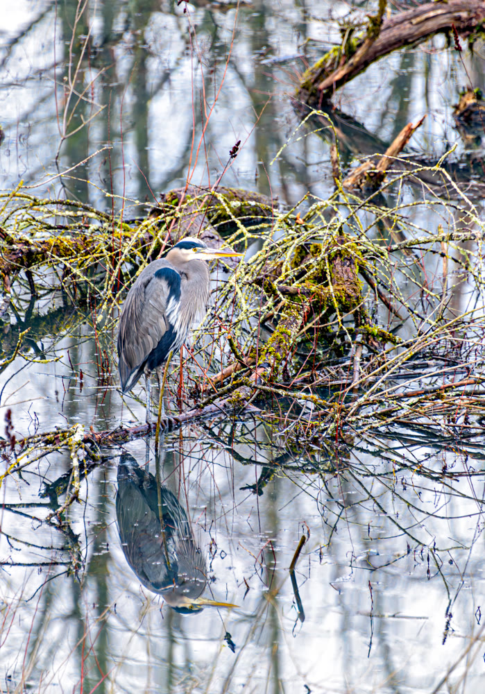 Grey heron on a swamp area of a park in British Columbia