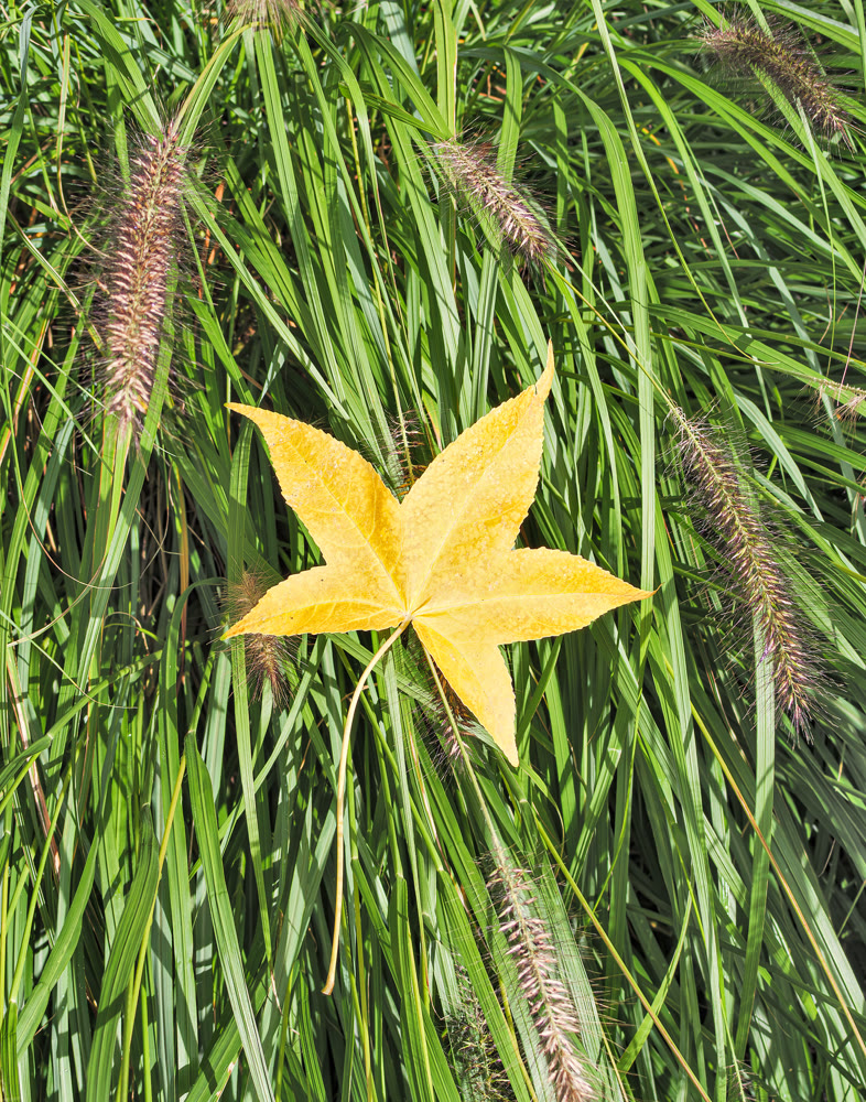 Bright yellow maple leaf on green grass background