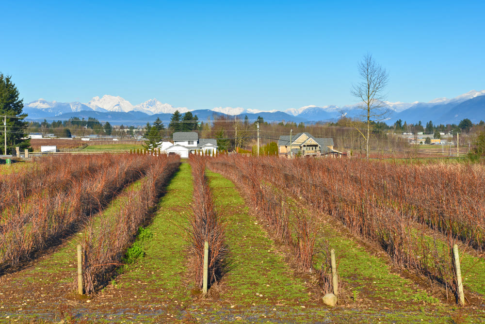 Blueberry farm on winter season in the Fraser valley