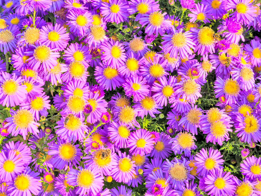 Blossoming flowers of magenta chamomile on green leaves background