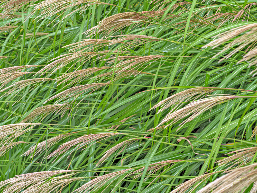 Natural growing green grass with panicles of seeds. Texture background