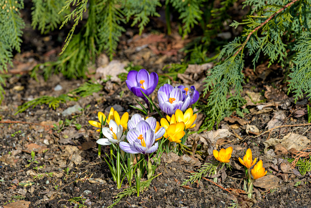 White, yellow, and blue crocus flowers blossoming on early spring day