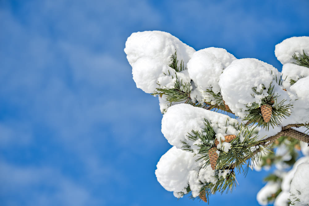 Pine tree branches and cones in snow on blue sky background