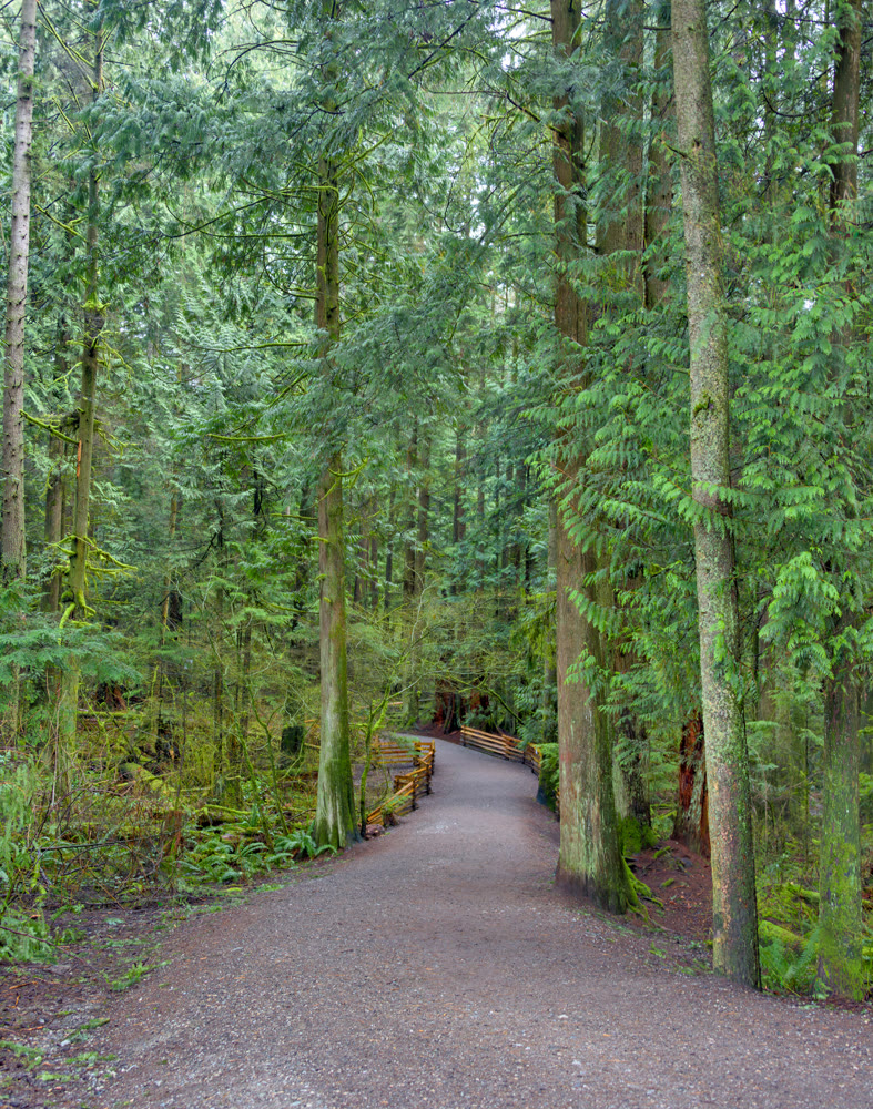Hiking trail through a forest park on a cool summer day