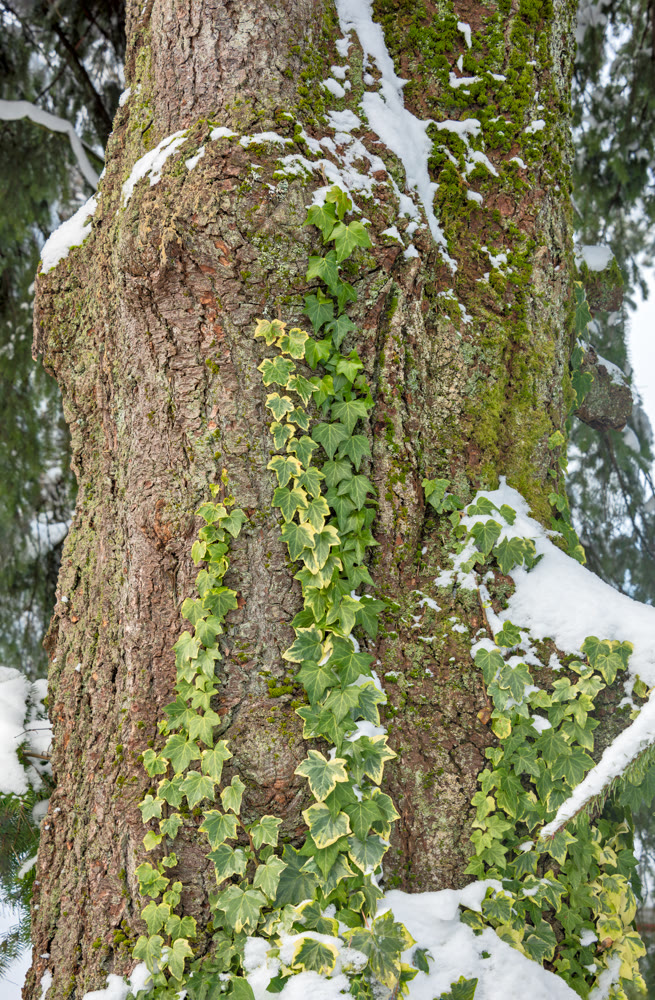 Ivy leaves on a tree trunk covered with snow