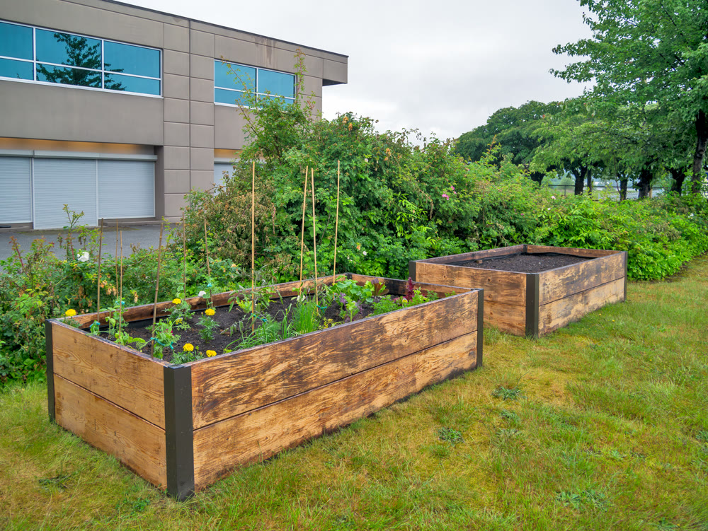 Plants growing garden beds beside the office building on overcast sky background