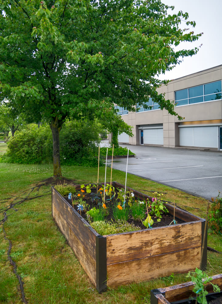 Veggy garden in front of office building on overcast rainy day