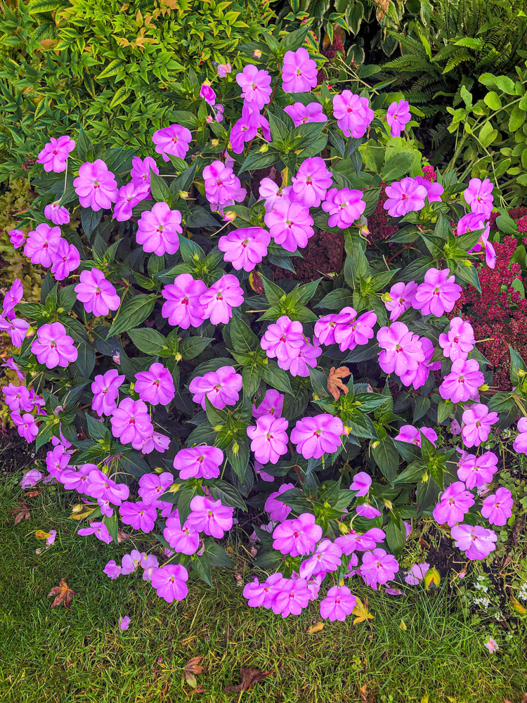 Bush of pink blossoming flowers on green leaves background