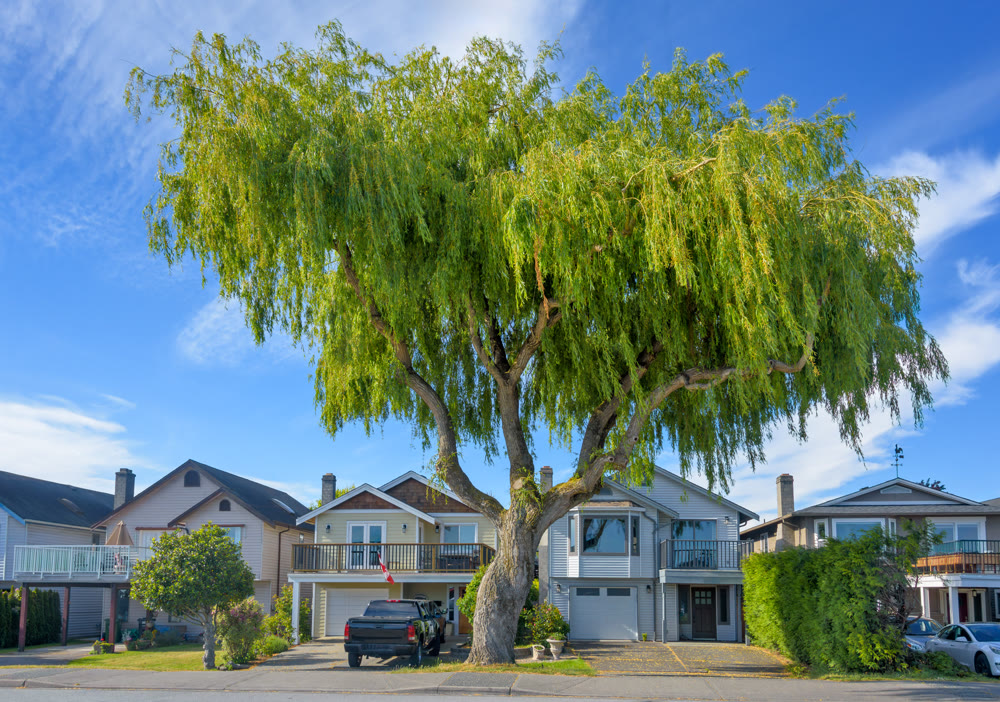 Row of residential houses under giant willow tree