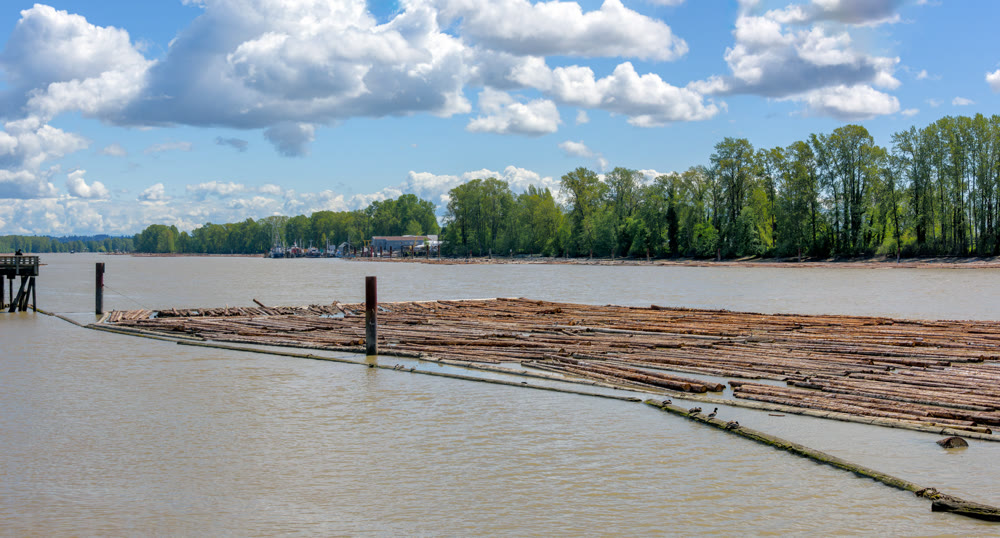 Driftwood on Fraser river in New Westminster on bright sunny day