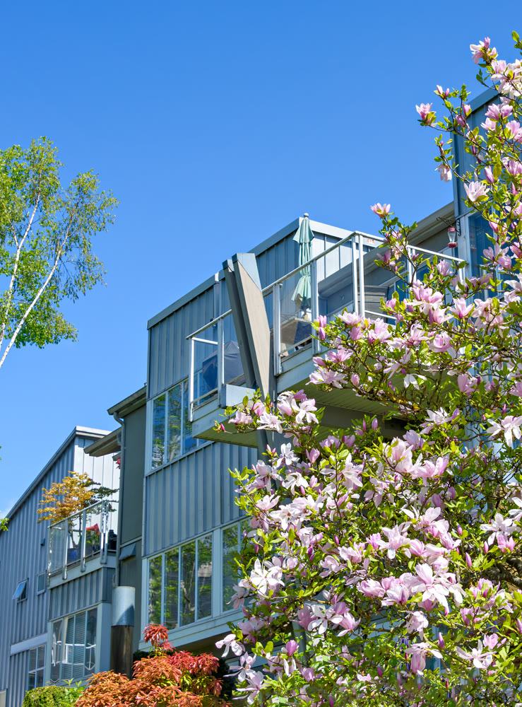 Modern residential building with blossoming mognolia on the foreground