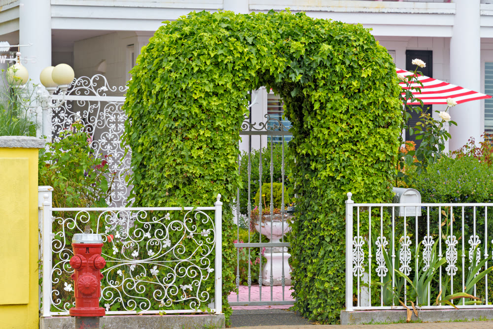 Patterned forged fence with green ivy arch in front of residential house