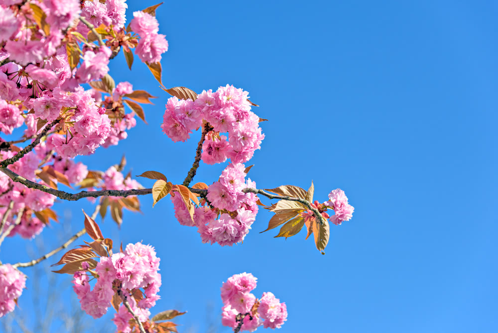 Pink flowers of blossoming cherry tree on clear blue sky background