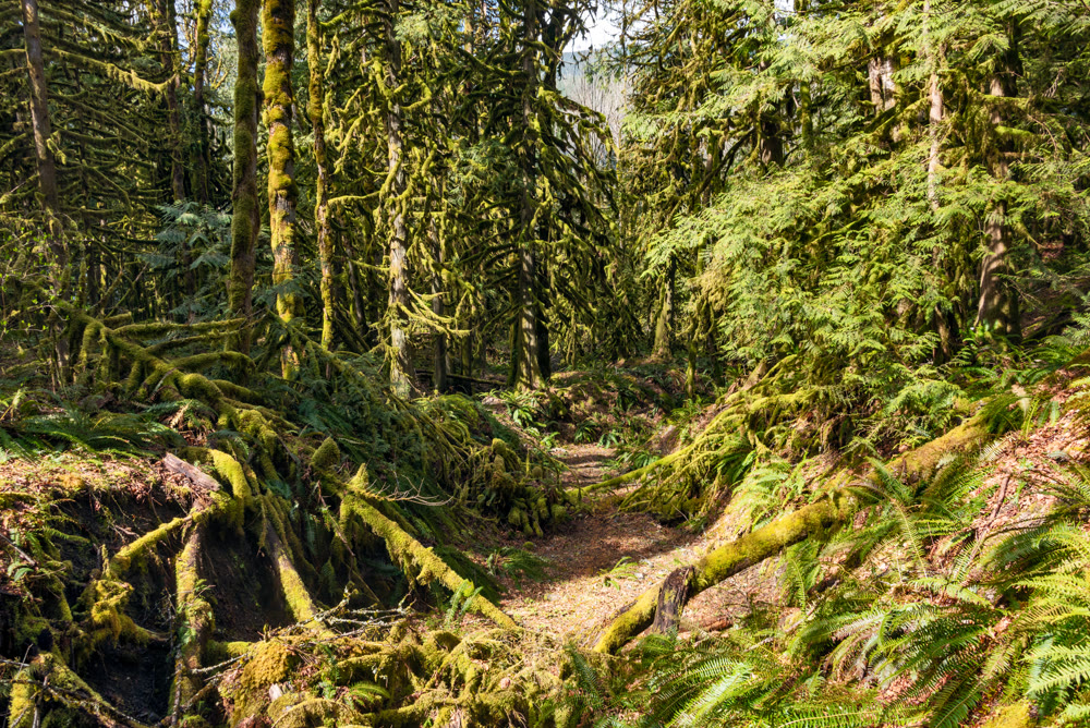 Dry stream bed in fleeced with moss forest