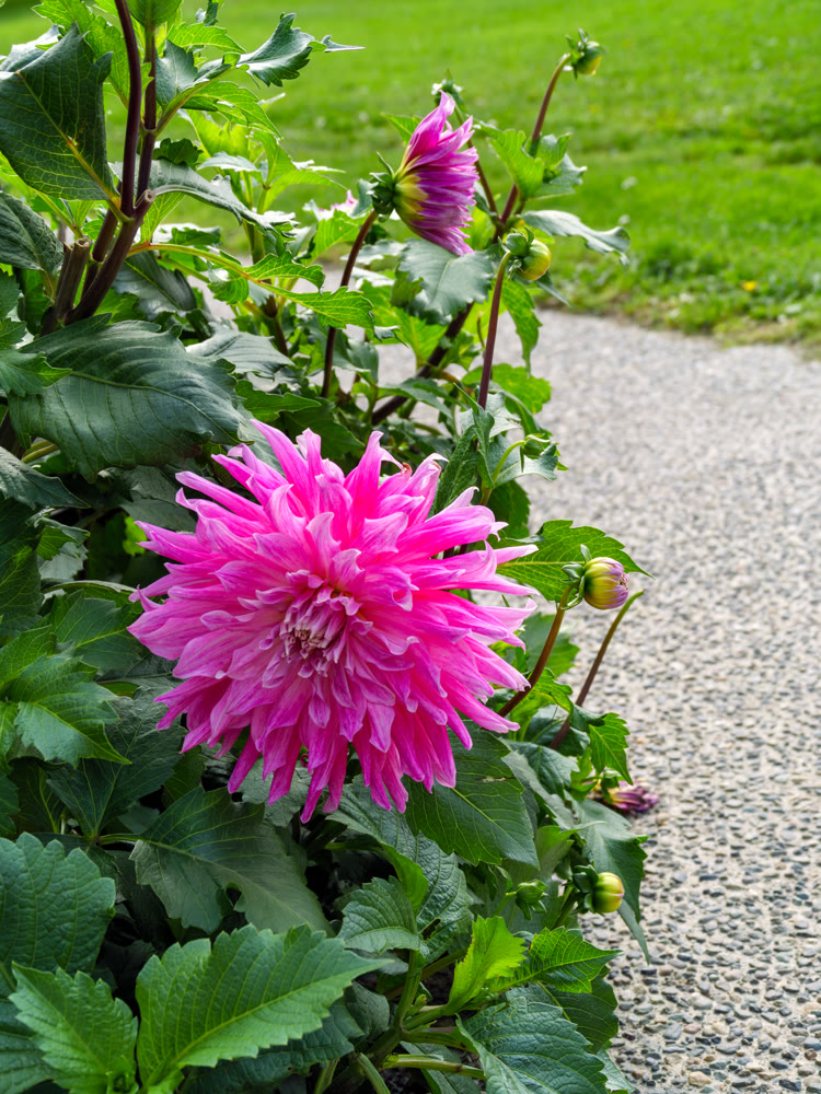 Red chrysanthemum flowers on green leaves background on sunny day