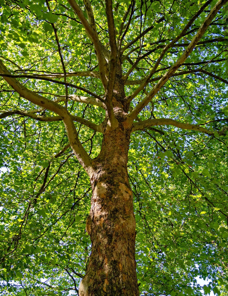 Maple tree cortex texture. Tree bole and foliage on a sky background