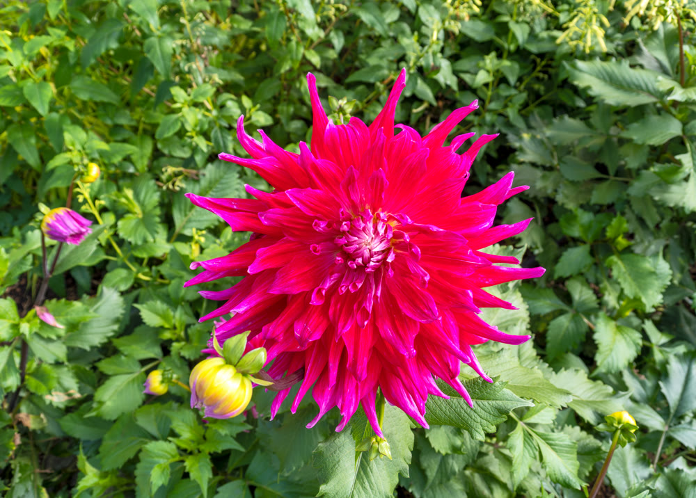 Red chrysanthemum flowers on green leaves background on sunny day