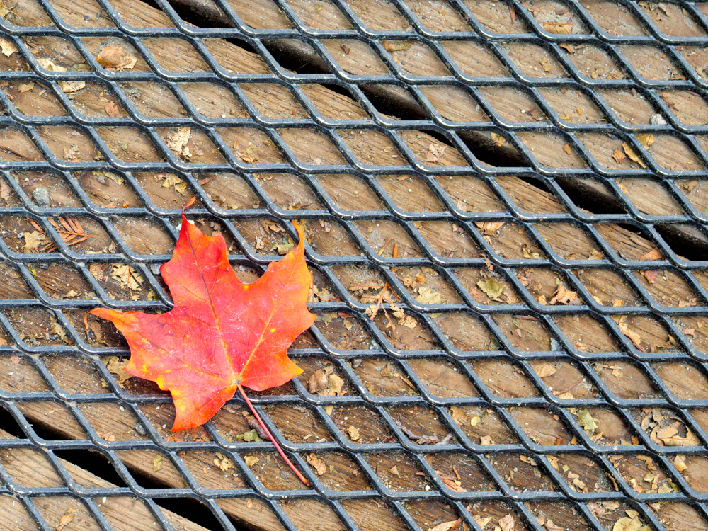 Tread of autumn. Lonely red maple leaf on metal grid over wooden flooring