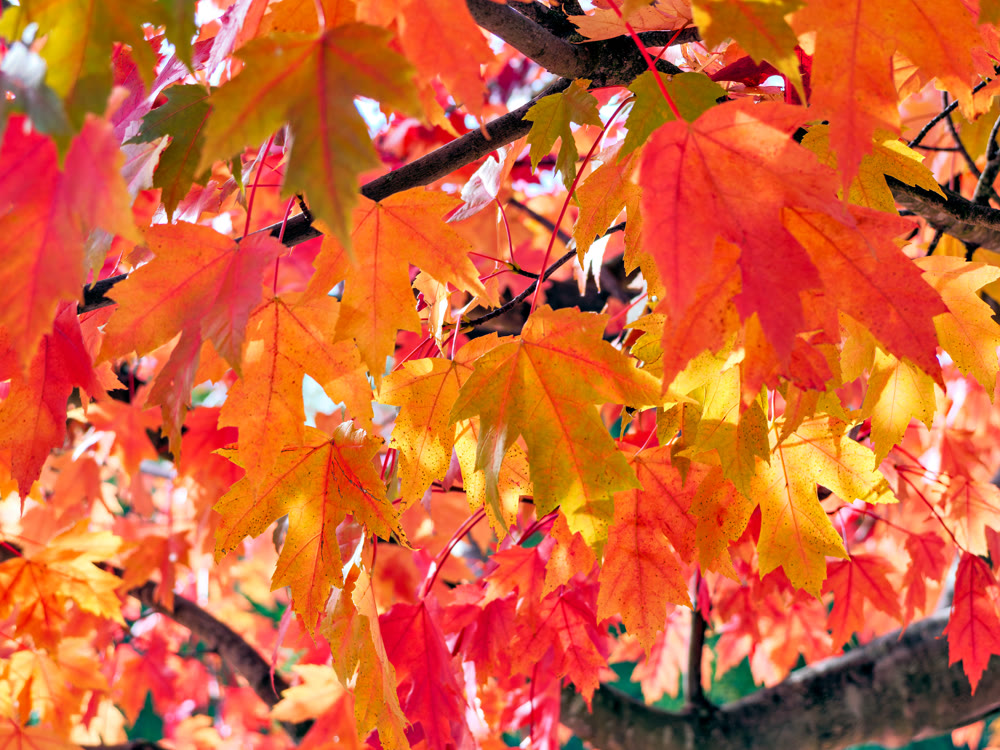 Maple leaves mosaic on autumn time in British Columbia