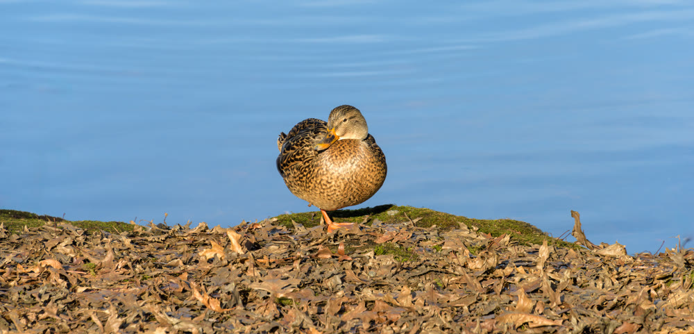 Brown duck is basking in the sun on a lake shore