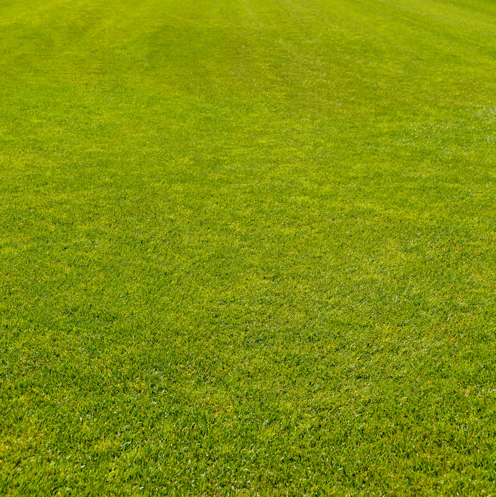 English lawn grown on a farm. Natural green grass texture