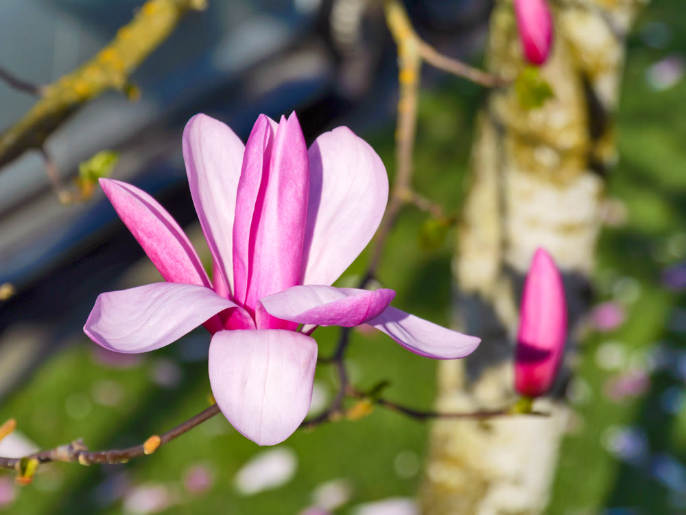Blossoming magnolia tree flower on green lawn background