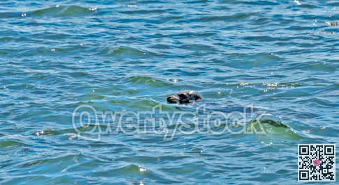 Dapped fur seal swimming in Pacific ocean bay near Vancouver