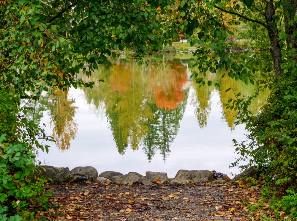 Upside down reflection of trees in water of city park lake