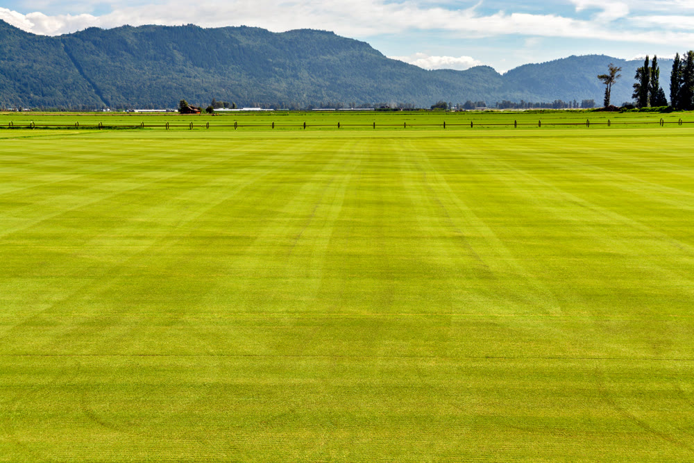 Natural lawn growing on a farm. Green lawn with irrigation system over the field on summer day